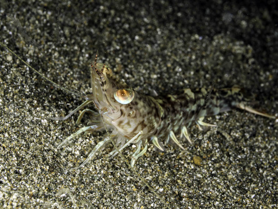 Metapenaeopsis commensalis 